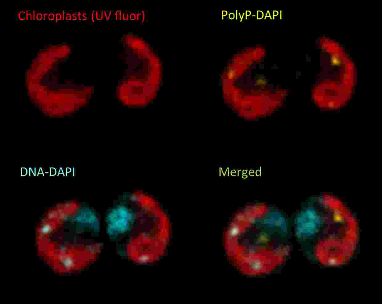 Confocal image of typical live DAPI-stained Chlamydomonas cells showing the cup-shaped chloroplast revealed by chlorophyll autofluorescence (red).